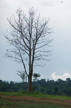 Bare Tree on Scenic Hill with Lush Greenery in Background