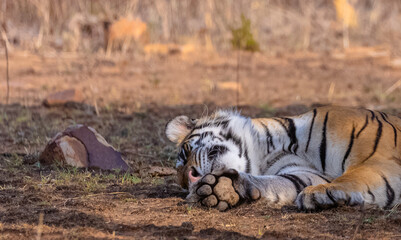 Fototapeta premium Tigress (Panthera tigris) resting and yawing in the forest of panna tiger reserve.
