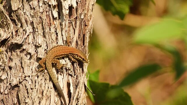 A lizard basks in the sunlight on the bark of a grapevine, then slowly crawls downward along the rough surface.