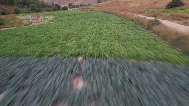 Low drone pass over dry Chalus Road grassland and a dirt track leading toward distant trees across open brown highland ground. Ideal for travel, tourism, and nature stock Iran Alborz routes.