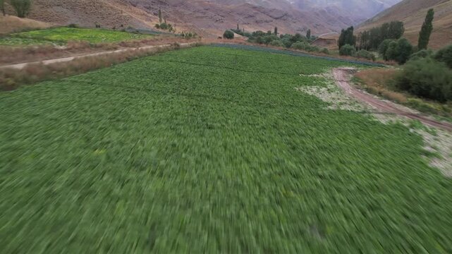 Dirt road borders a vivid green Chalus Road farm field with mountains beyond, a rural track beside irrigated highland crops. Ideal for travel, tourism, and nature stock Iran Alborz valleys.