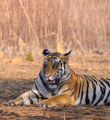 Obraz premium Tigress (Panthera tigris) resting and yawing in the forest of panna tiger reserve.