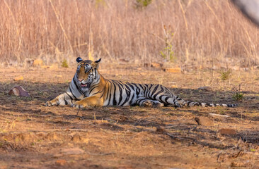 Fototapeta premium Tigress (Panthera tigris) resting and yawing in the forest of panna tiger reserve.