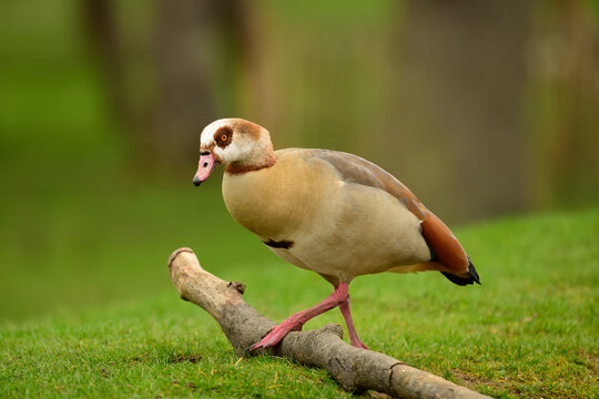 Egyptian goose stepping over fallen branch on grass in Richmond Park London United Kingdom