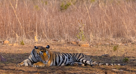 Fototapeta premium Tigress (Panthera tigris) resting and yawing in the forest of panna tiger reserve.
