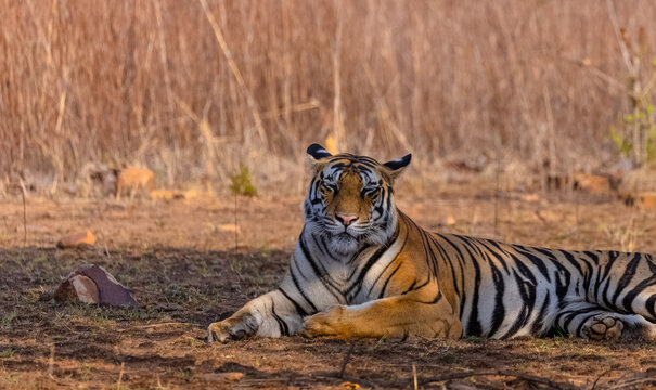 Tigress (Panthera tigris) resting and yawing in the forest of panna tiger reserve.