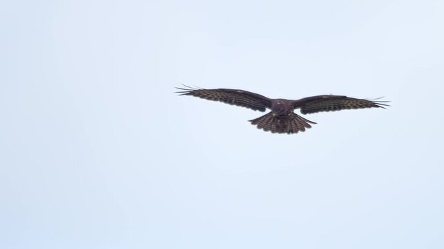 Common Buzzard Flying and Hunting Over Winter Meadow in Windy Morning Light, Germany, 4K Wildlife Footage