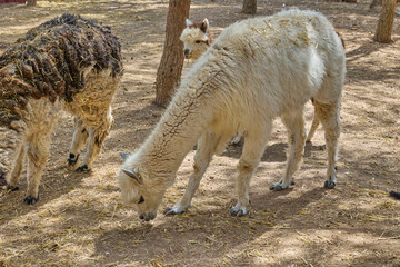 Naklejka premium Two alpacas grazing peacefully in sunny rural enclosure.
