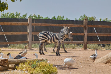 Naklejka premium Two zebras walking across safari style animal enclosure.