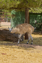 White llama standing beneath tree in shaded enclosure. © Anna Baranova