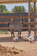 Naklejka premium Zebra standing near geese inside sunny animal enclosure.