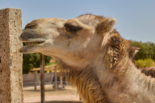 Close portrait of Bactrian camel under blue sky.