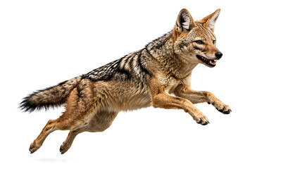 Fototapeta premium Wild coyote leaping in mid-air with paws extended, isolated on a white background for commercial design