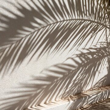 Palm leaf shadow pattern on white textured wall minimal design backdrop