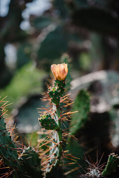 cactus in bloom nature concept background.