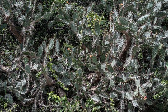 cactus in bloom nature concept background.