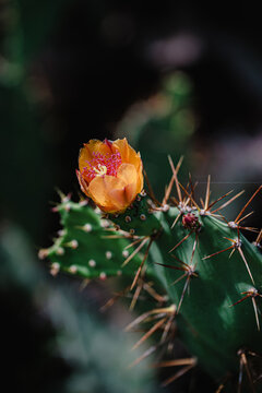 cactus in bloom nature concept background.