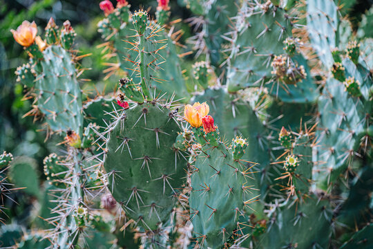 cactus in bloom nature concept background.