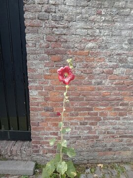 Veere, Zelande, Pays-Bas