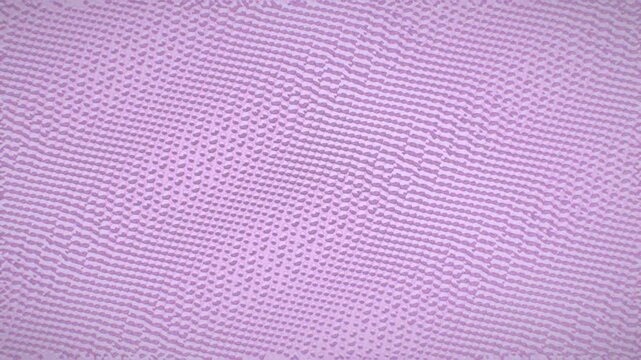 Seamless 3d loop animation of abstract halftone dot waves in pastel purple. Graphic print style with grainy, dithered texture ideal for motion backgrounds and overlays.