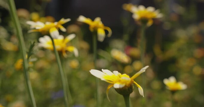 A yellow daisy-like herbaceous flowering plant with long green stems sways in the summer breeze among surrounding garden vegetation.