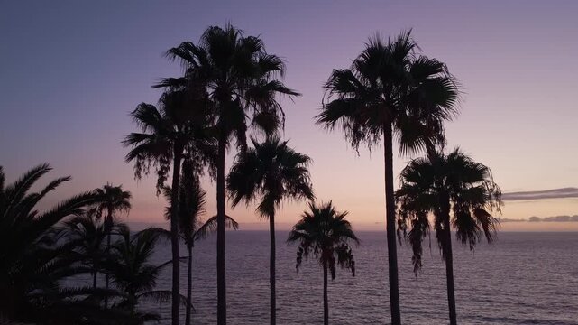 Multiple Palm Trees at Sunset in Puerto Naos
