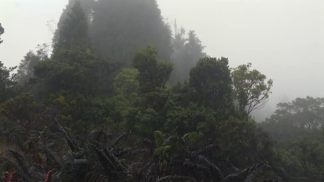 Amau ferns (Sadleria cyatheoides) emerging beneath misty native cloud forest at Waikamoi Preserve, Maui, Hawaii, revealing dense wetland vegetation. Tilt down reveal shot.