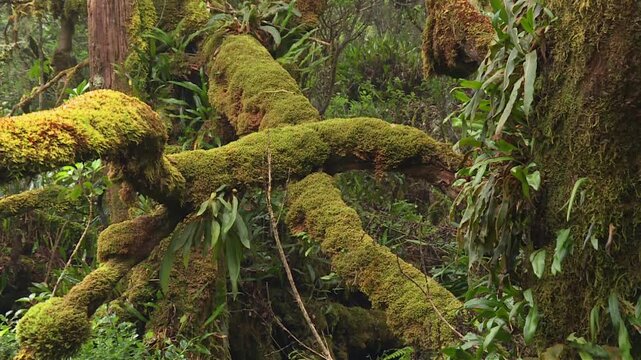 Moss covered fallen tree branches with epiphytic ferns growing in dense native vegetation at Waikamoi Preserve, Maui, Hawaii. Static close up forest understory shot.