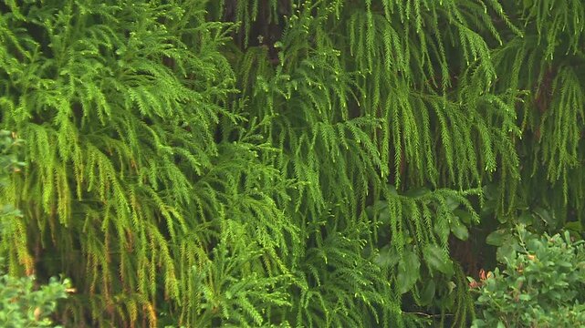 Hanging clubmoss, likely Phlegmariurus filiformis, growing densely in native wet forest at Waikamoi Preserve on Haleakalā, Maui, Hawaii. Natural vegetation establishing shot.