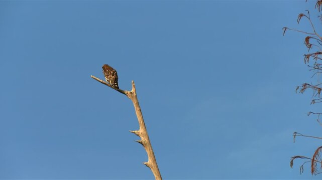 A Red-shouldered Hawk Perched on a Tree Branch at Okefenokee Swamp, Georgia, USA - Low Angle Shot