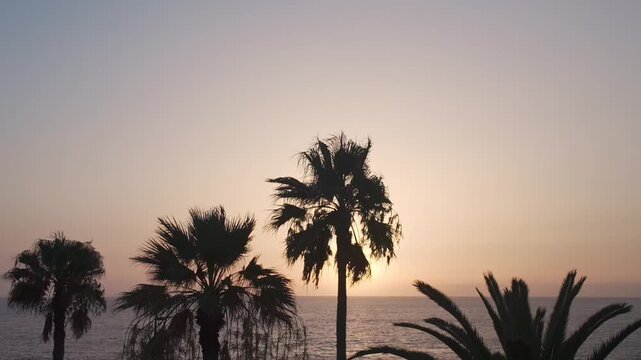 Palm Trees and Sunset in Puerto Naos