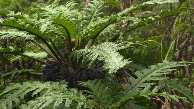 Amau fern (Sadleria cyatheoides) with unfurling dark fiddleheads and mature green fronds at Waikamoi Preserve, Maui, Hawaii. Static close up shot.