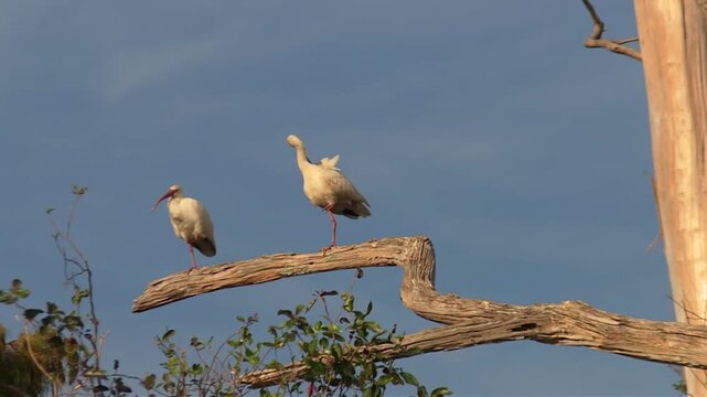 Two White Ibises Perched on a Tree Branch Above the Wetlands of Okefenokee Swamp, Georgia, USA - Low Angle Shot
