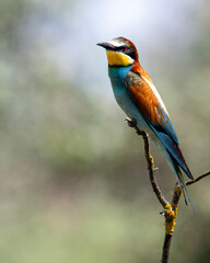 Obraz premium European Bee-eater Perched on Branch in Natural Habitat