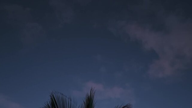 Palm Fronds Silhouettes at Sunset in Puerto Naos