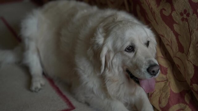 Cream Golden Retriever rests on a rug with tongue out beside a patterned armchair
