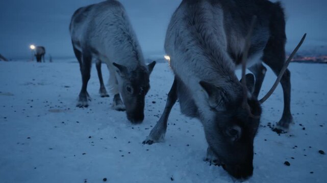 Close reindeer grazing on snow beside Sami lavvu in Arctic Norway