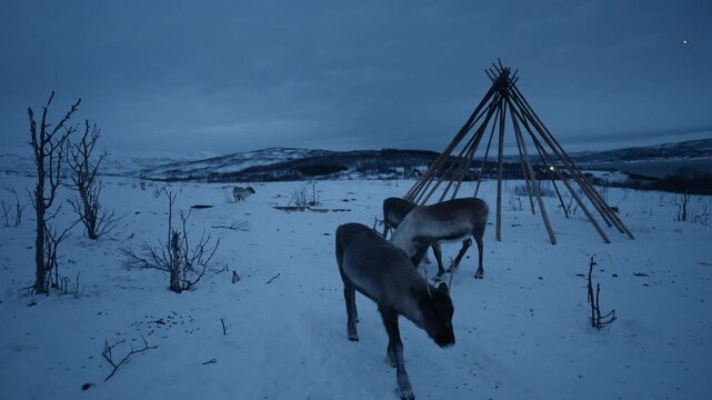Reindeer herd near traditional Sami lavvu on snowy Arctic landscape in Norway