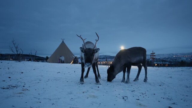 Reindeer grazing beside Sami lavvu on snowy Arctic plain in Norway at blue hour