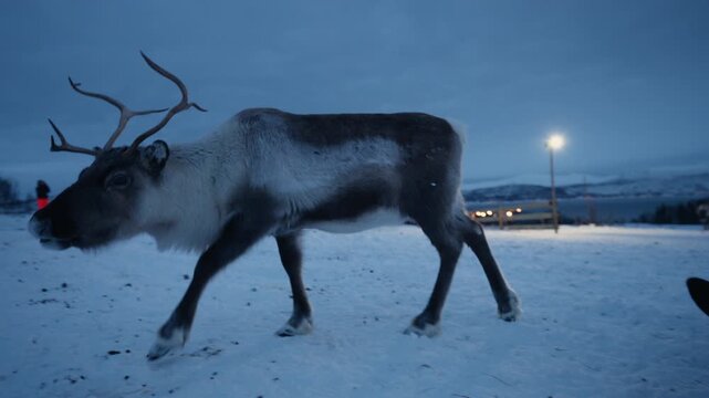 Reindeer grazing beside Sami lavvu on snowy Arctic plain in Norway