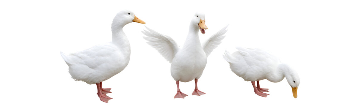 Three White Ducks Standing Together