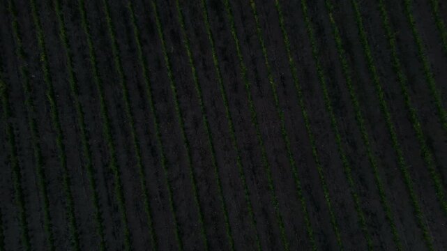 Top down drone shot rotating above agricultural vineyard plantation in Europe