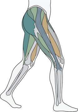 Human leg muscle anatomy and skeletal structure diagram for medical education