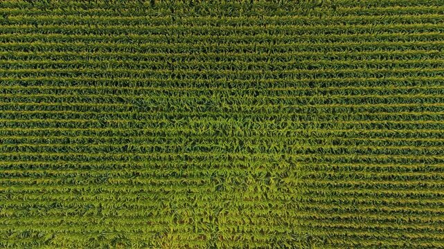 Aerial top-down overhead shot of uniform crop rows filling the frame revealing subtle color shifts and growth patterns across the field in Black Creek, Wisconsin during the summertime