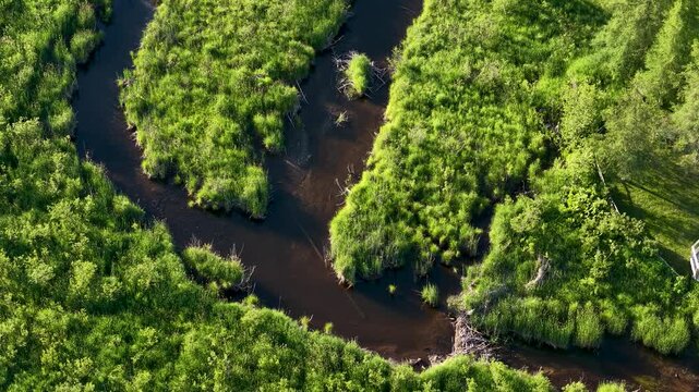 Top down drone shot traces a dark meandering creek through dense green wetland vegetation and marshy summer wilderness