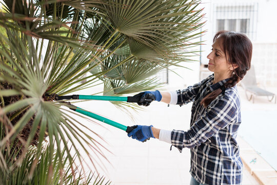 Woman pruning palm tree in outdoor garden