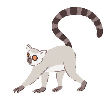 Animal illustration. Walking ring tailed lemur drawn in a flat style. Isolated object on a white background. Adorable Lemur nursery poster