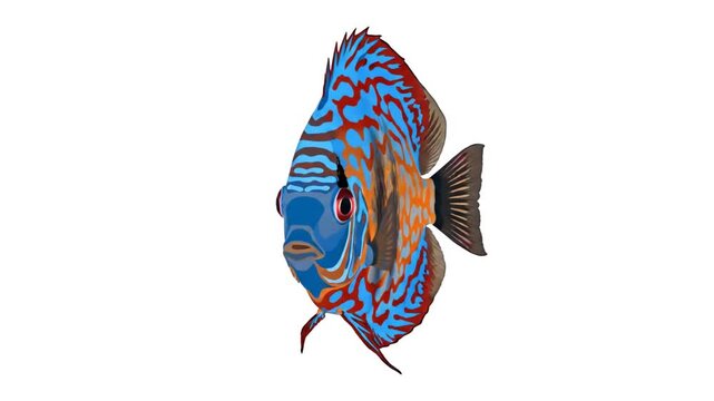 Colorful tropical discus fish swimming in aquarium