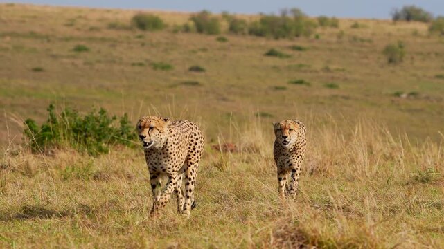 Two Cheetahs Walking Across the Sunlit Maasai Mara Plains Under the Midday African Sky