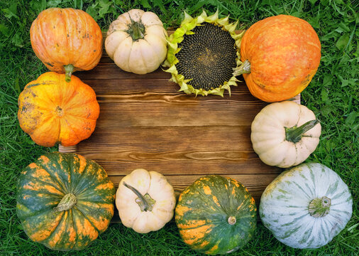 Autumn farm harvest. frame made of set pumpkins and ripe sunflower on rustic wooden background in garden. fall season. Thanksgiving day, Mabon. template for design. copy space. flat lay